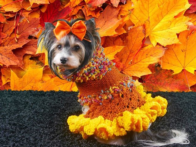 Fall Into Fashion - Americas Top Dog Model (R)